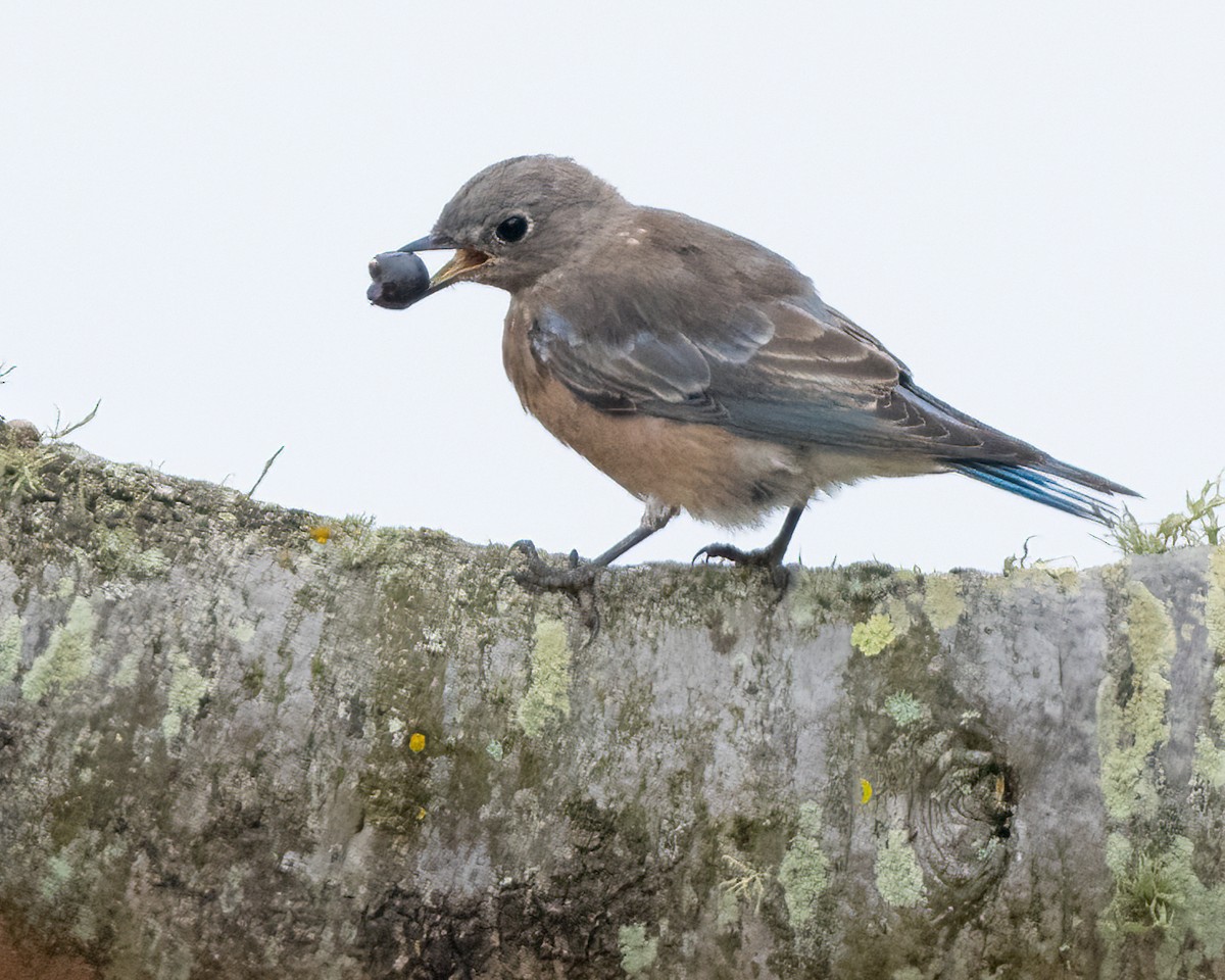 Western Bluebird - ML623752098