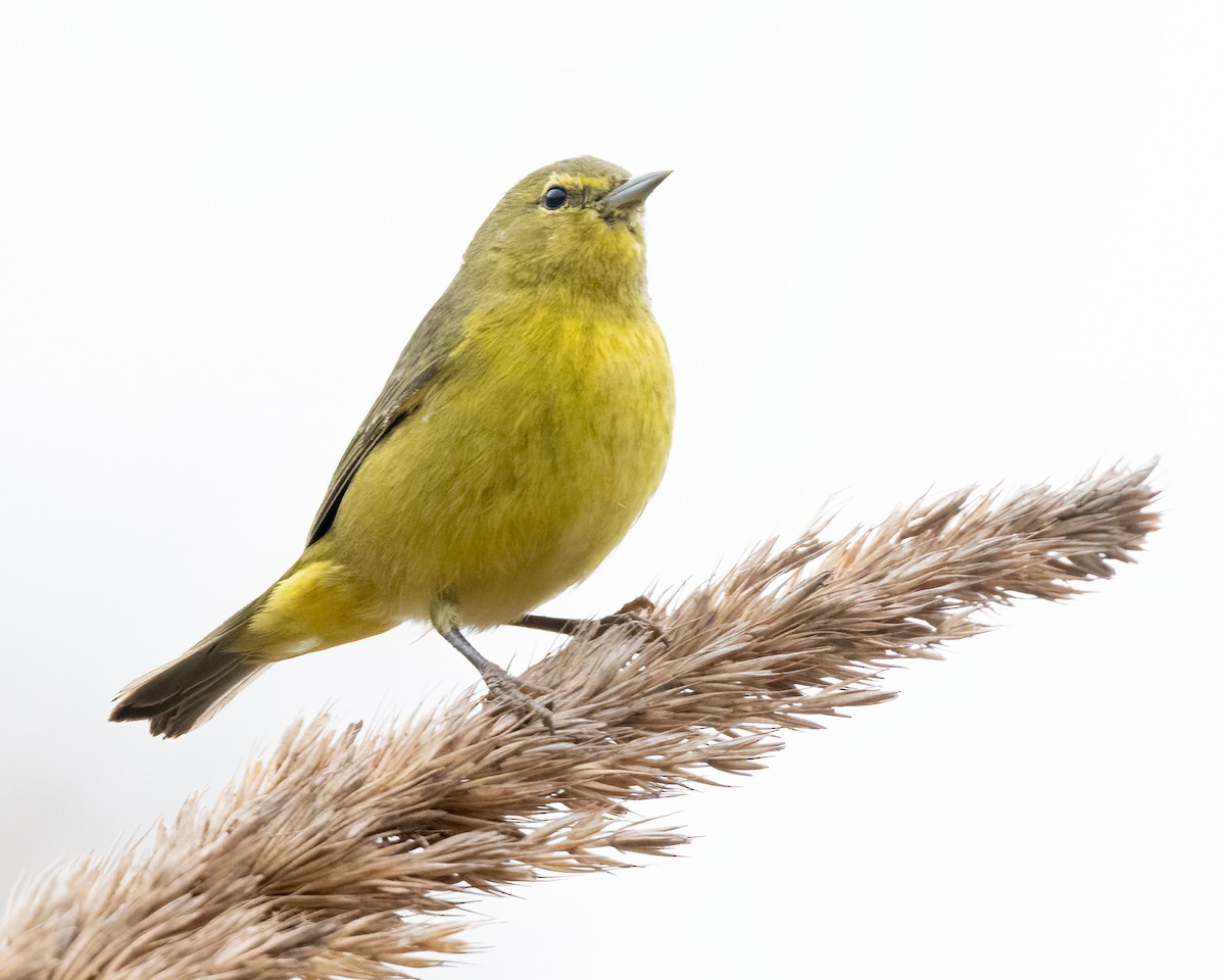 Orange-crowned Warbler - Sue Cook