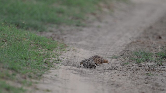 Chestnut-bellied Sandgrouse - ML623752115