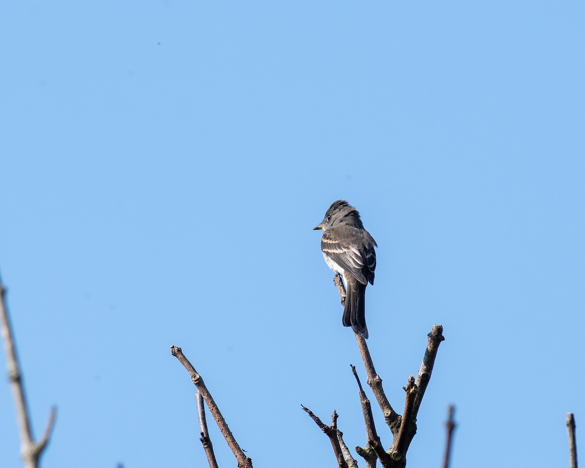 Eastern Wood-Pewee - ML623752119