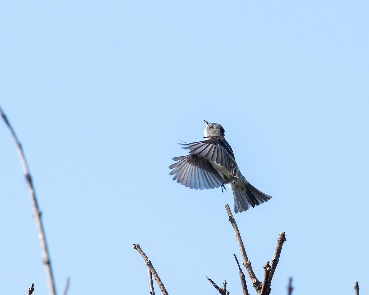 Eastern Wood-Pewee - ML623752123