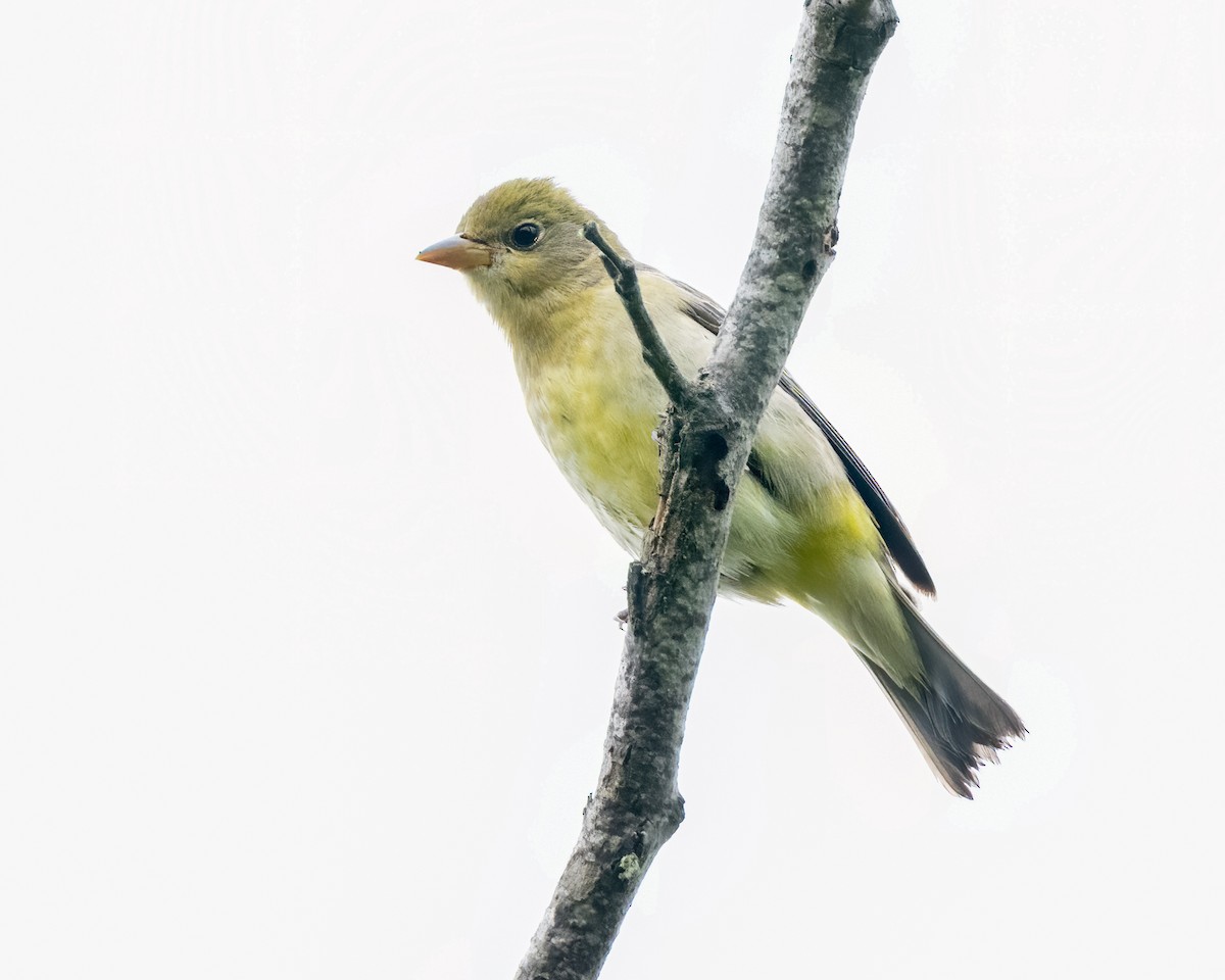 Western Tanager - ML623752130