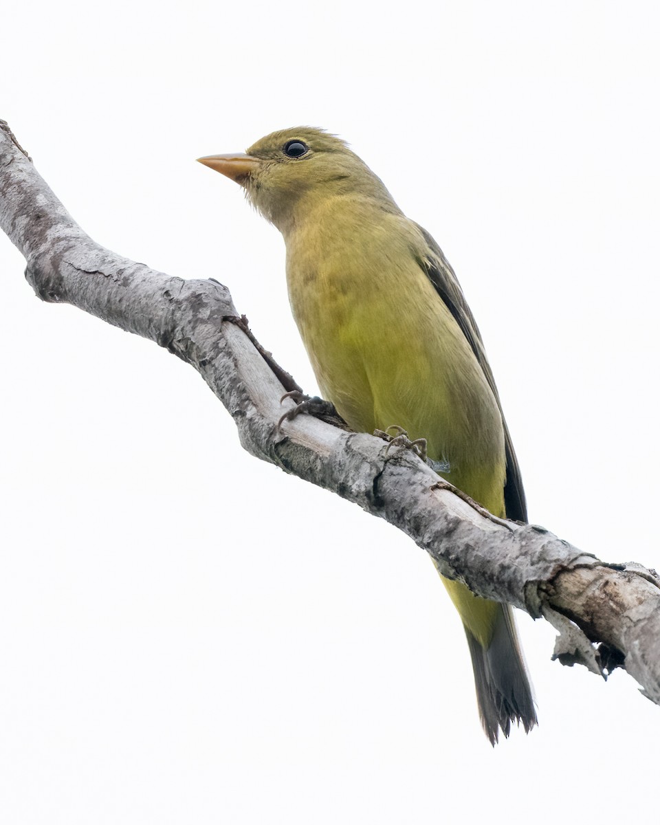 Western Tanager - ML623752131