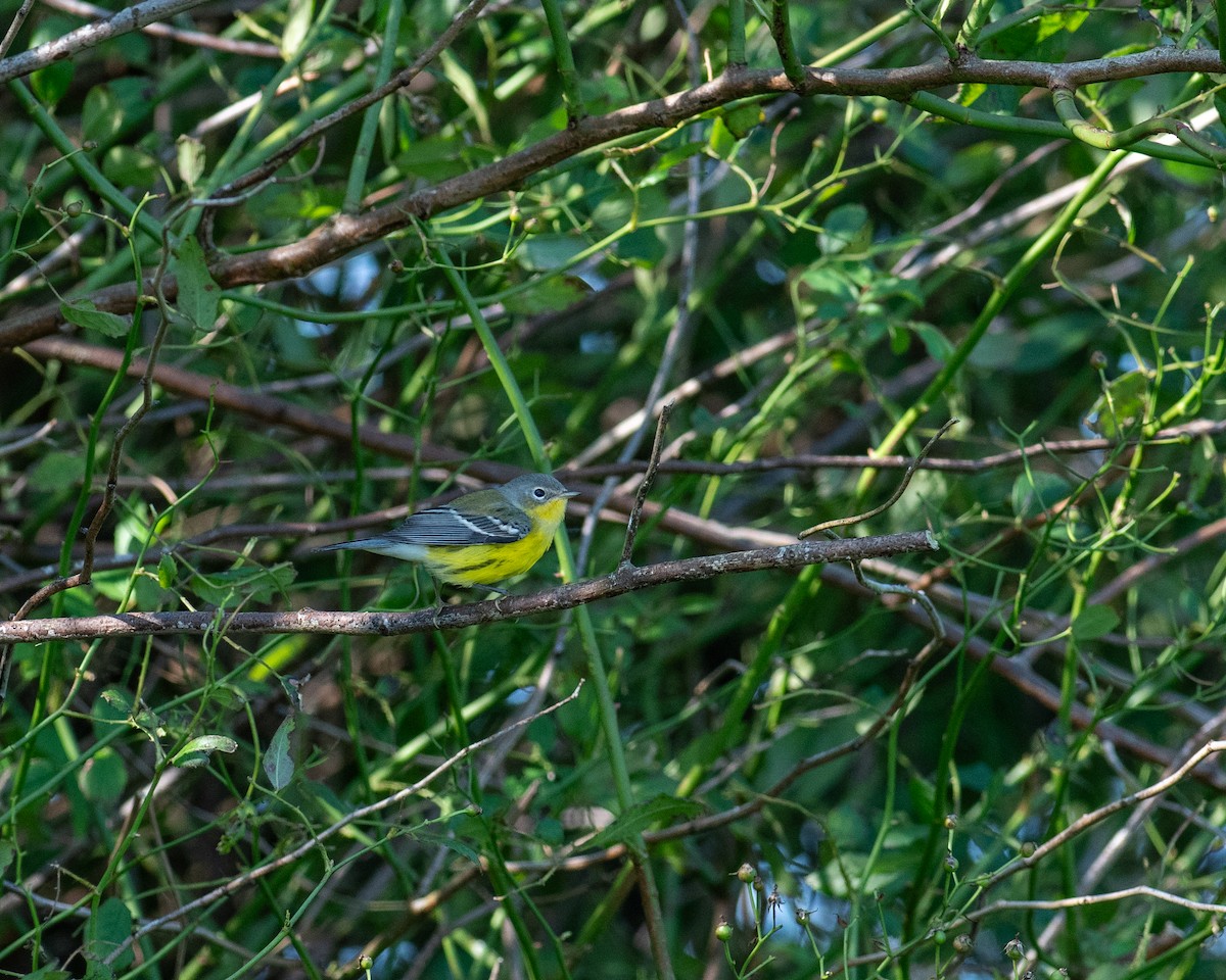 Magnolia Warbler - ML623752137