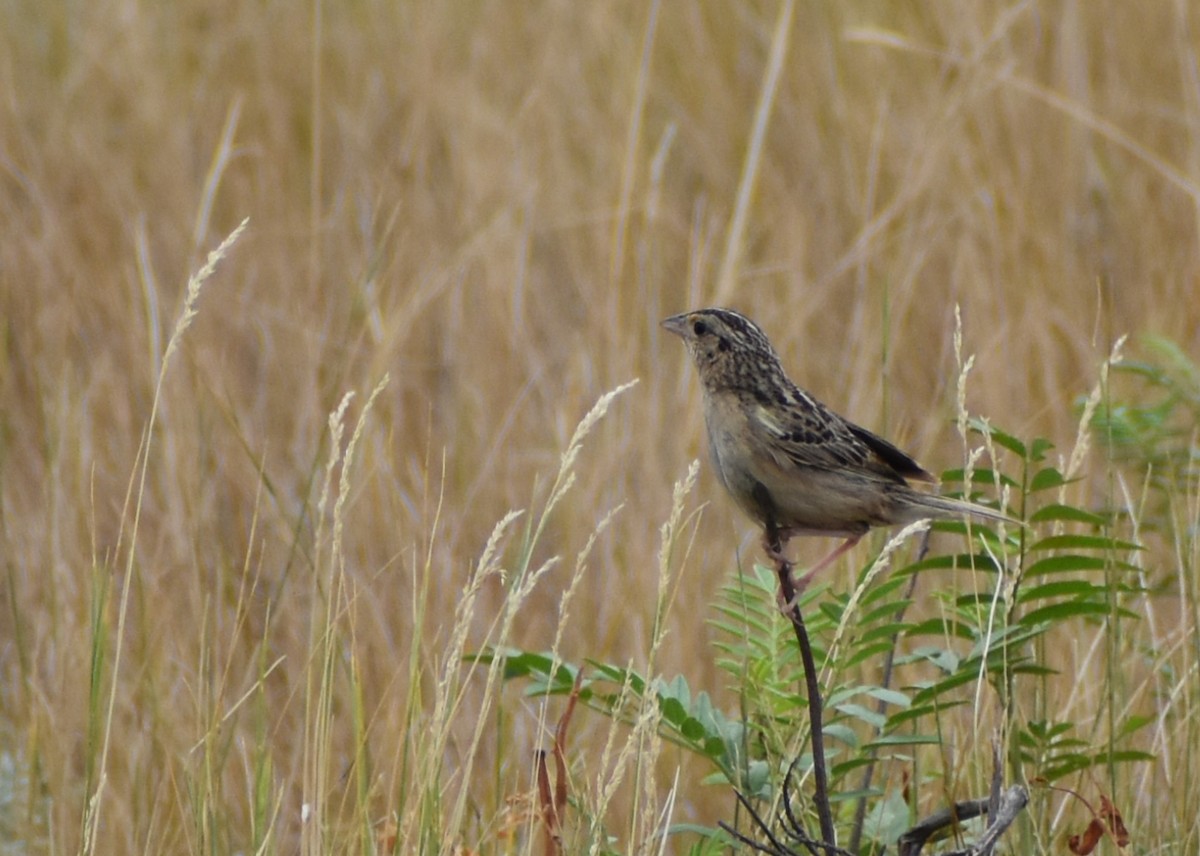 Grasshopper Sparrow - ML623752164