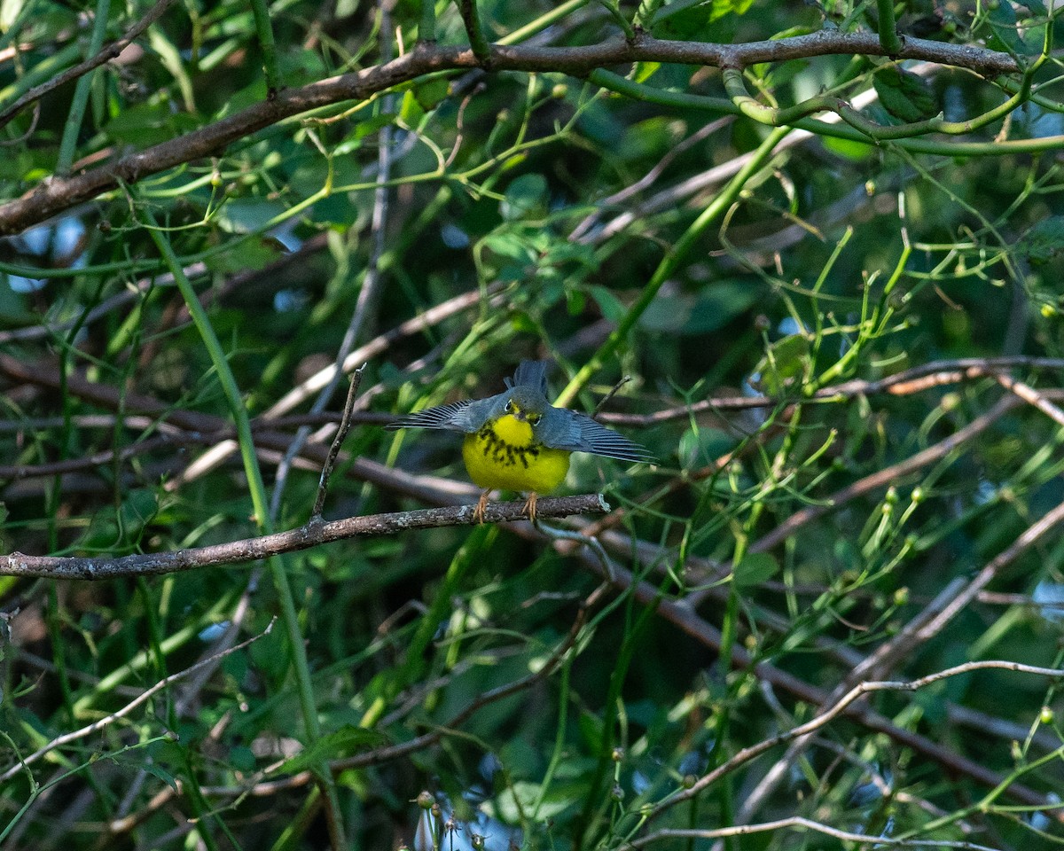 Canada Warbler - ML623752165