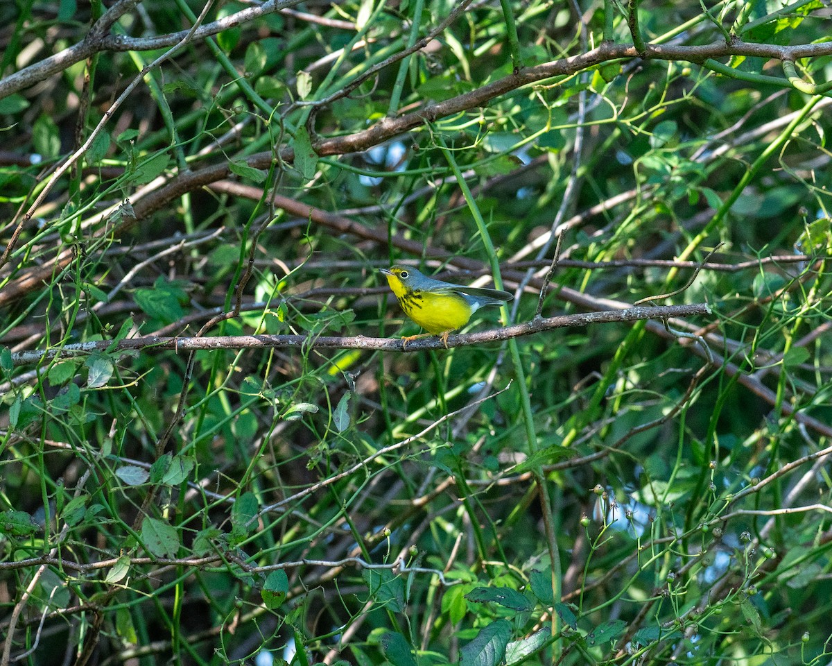 Canada Warbler - ML623752166