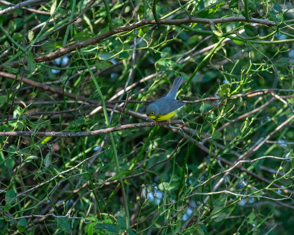 Canada Warbler - ML623752168