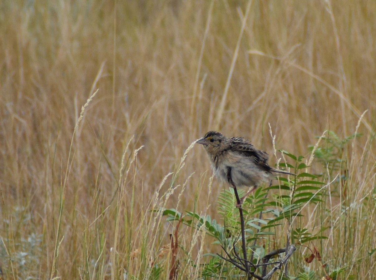 Grasshopper Sparrow - ML623752175