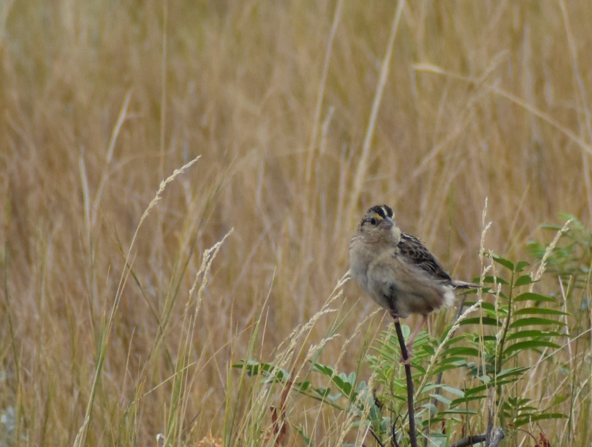 Grasshopper Sparrow - ML623752177