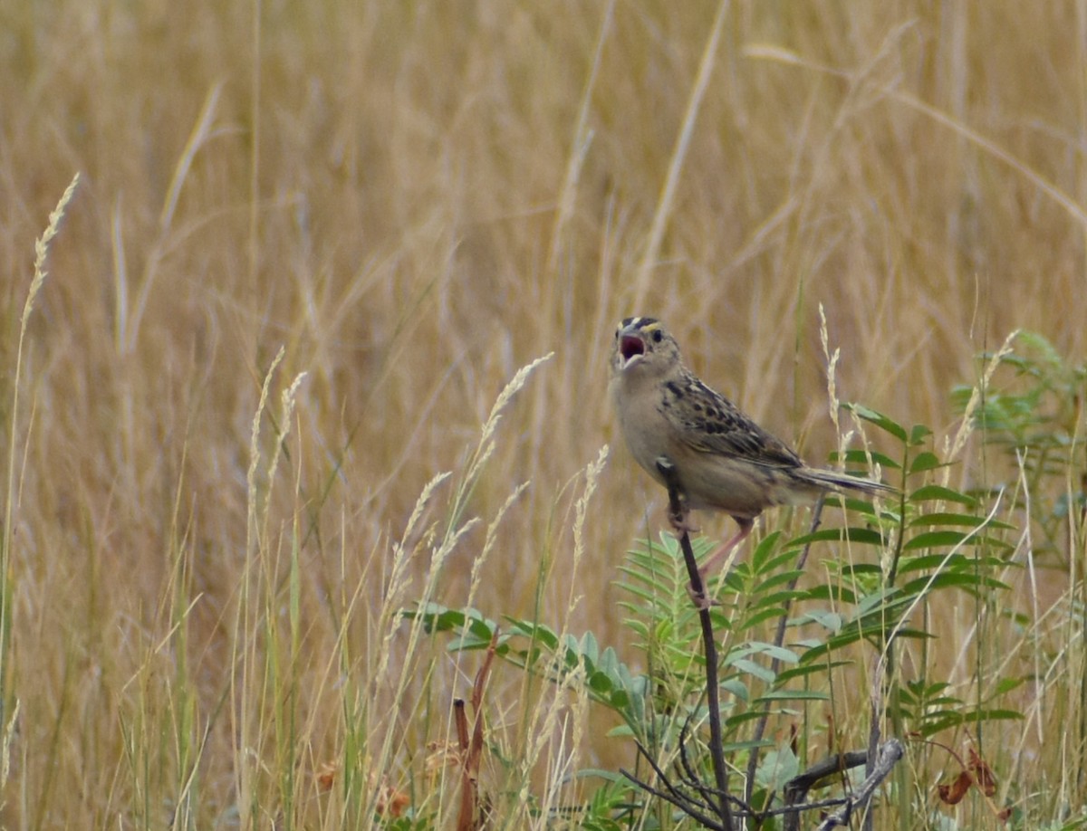 Grasshopper Sparrow - ML623752182
