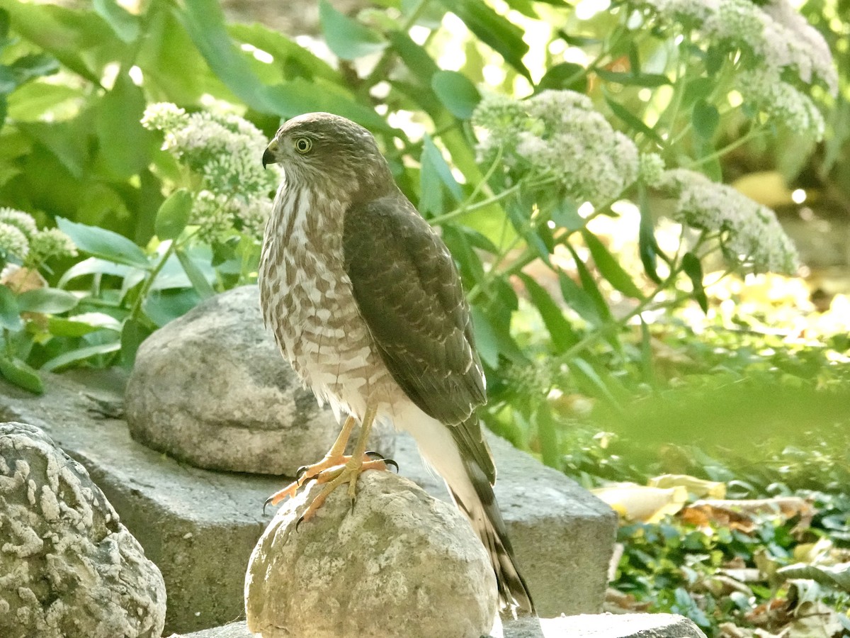 Sharp-shinned Hawk - ML623752183