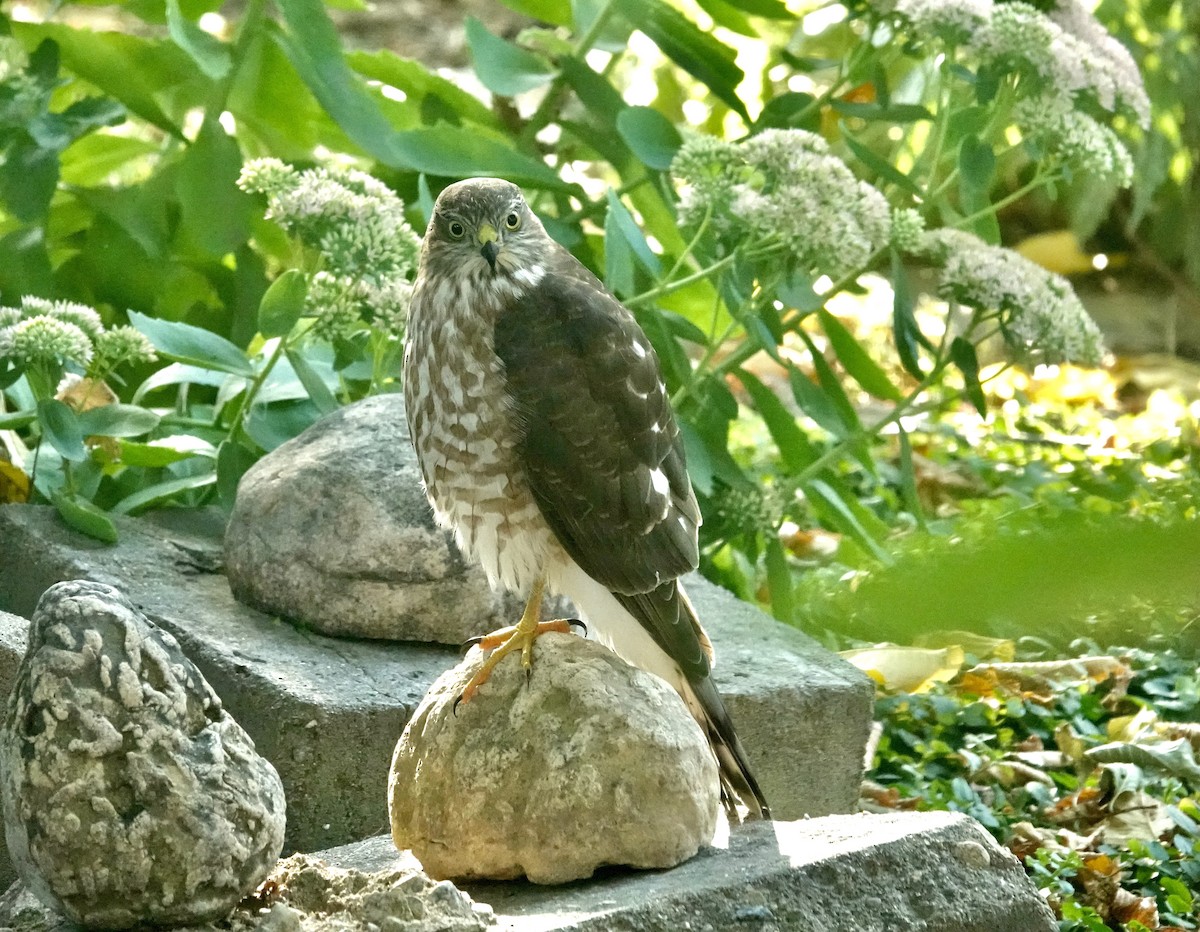 Sharp-shinned Hawk - Brenda Werntz