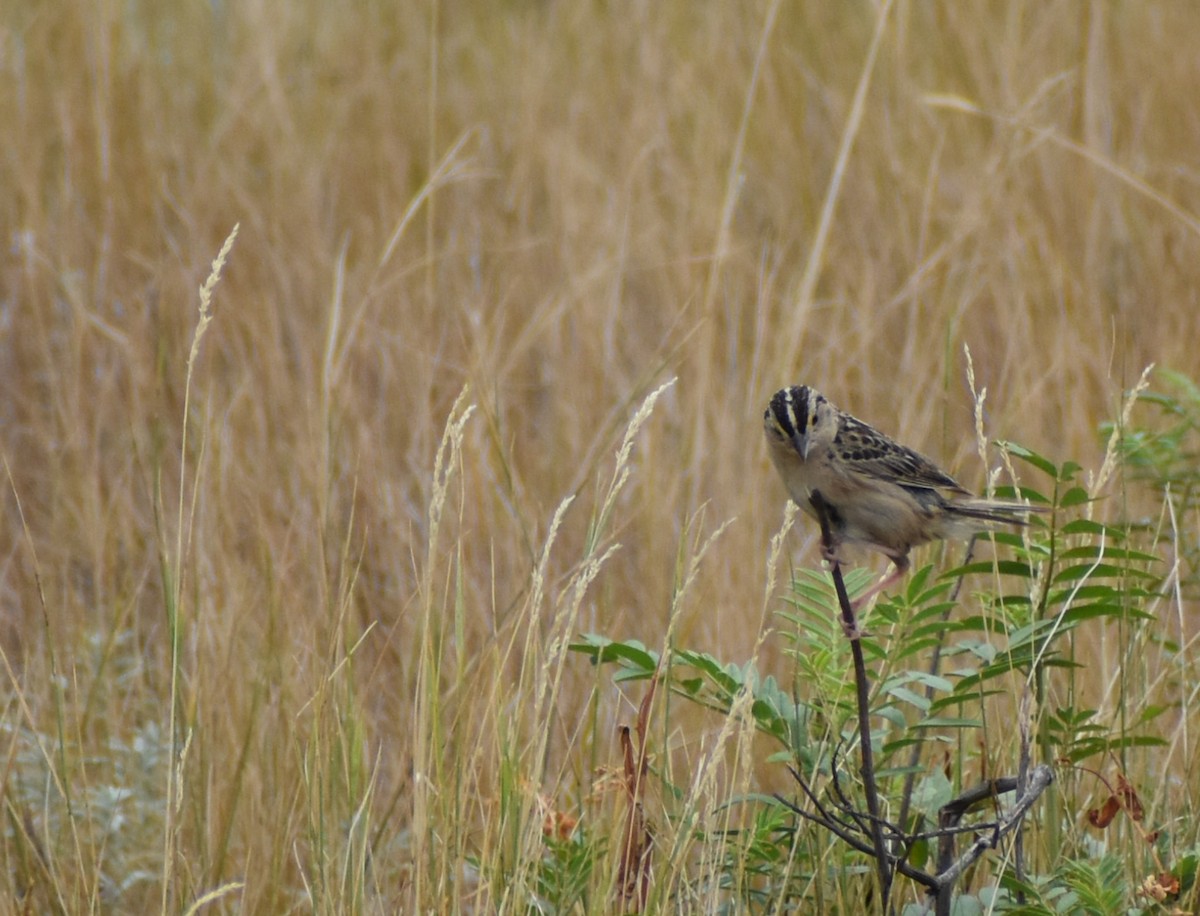 Grasshopper Sparrow - ML623752185