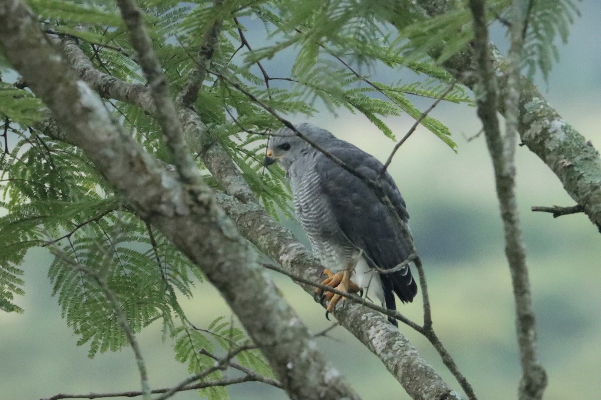 Gray Hawk - ML623752187