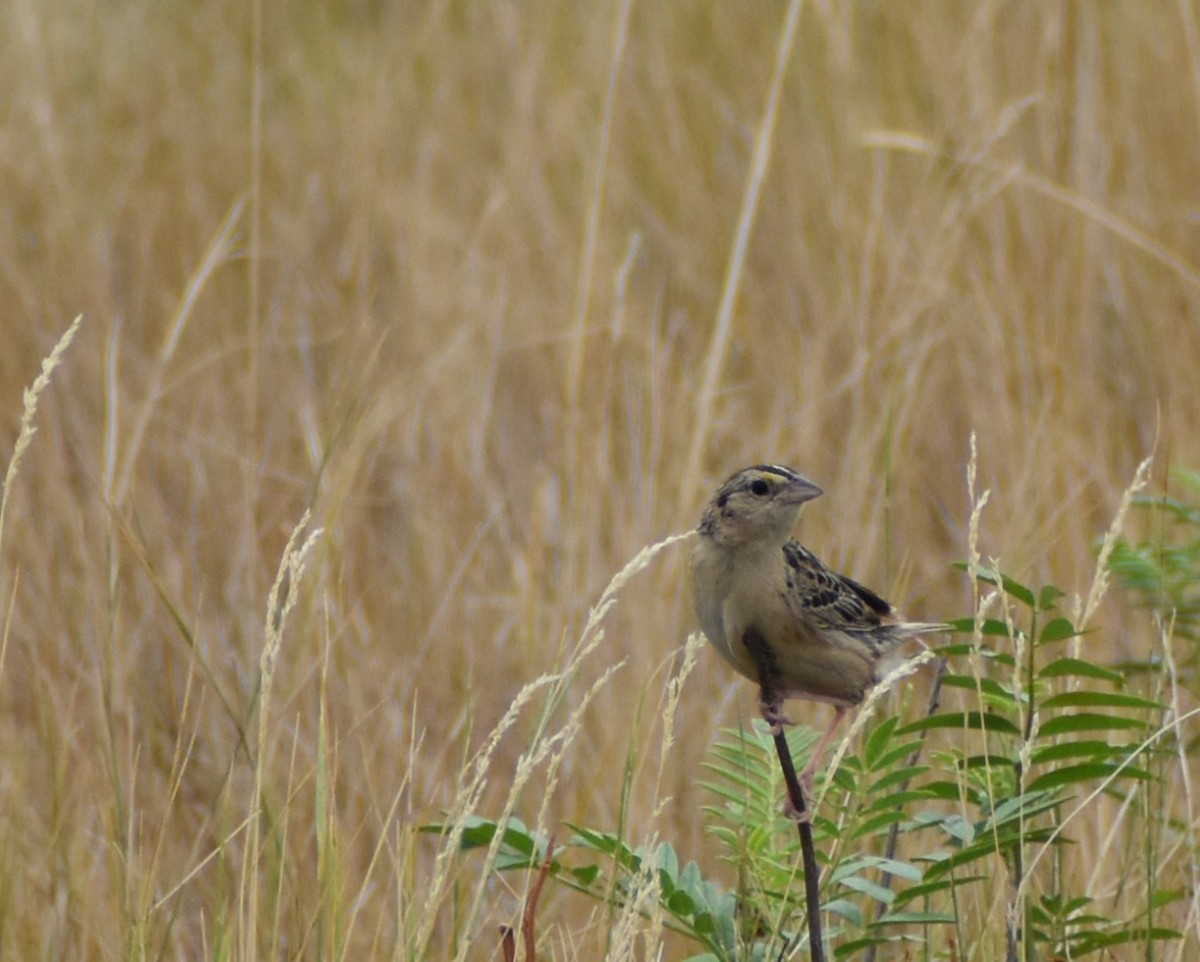 Grasshopper Sparrow - ML623752189