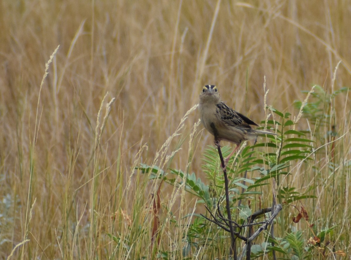 Grasshopper Sparrow - ML623752193