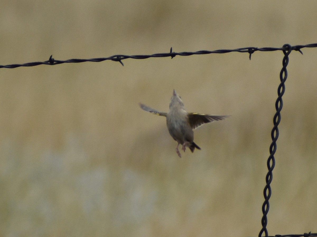 Grasshopper Sparrow - ML623752202