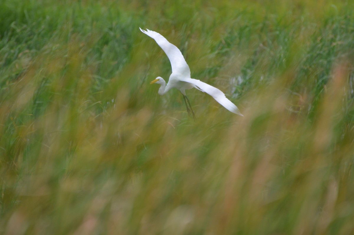 Great Egret - Harrison Taylor