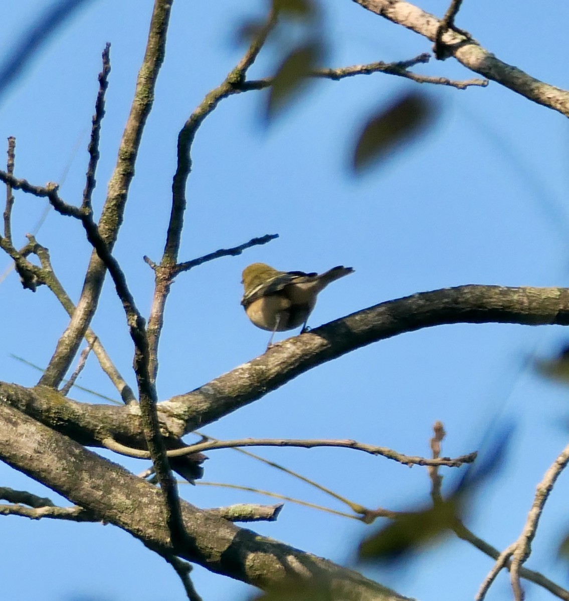 Bay-breasted Warbler - L. Scott Milne