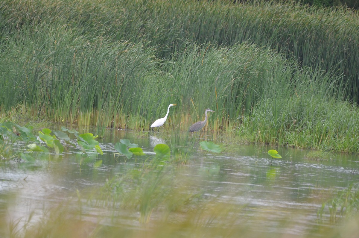 Great Blue Heron - ML623752238