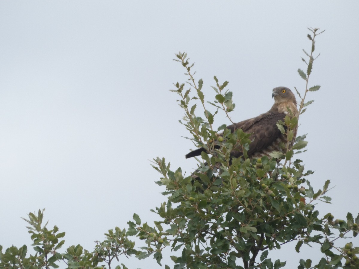 European Honey-buzzard - ML623752282