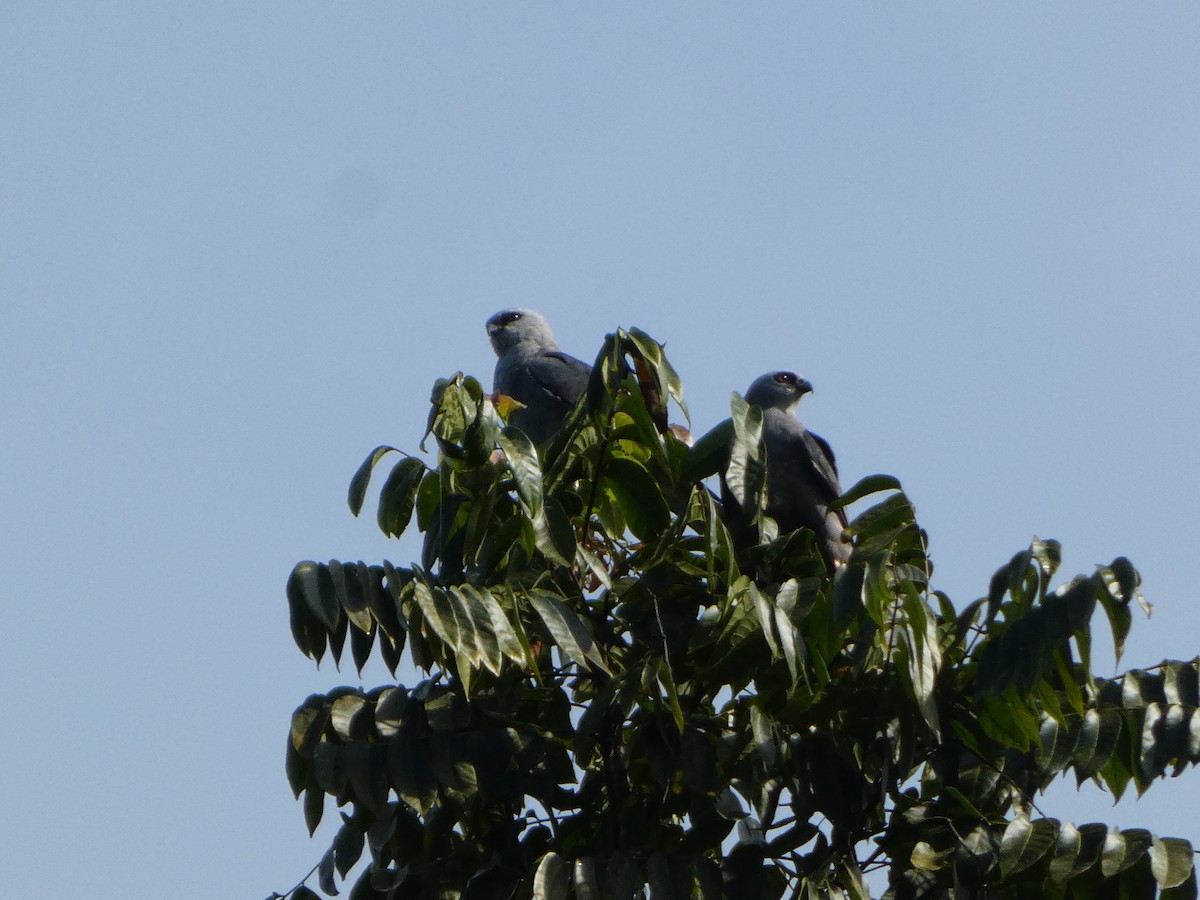 Mississippi Kite - ML623752336