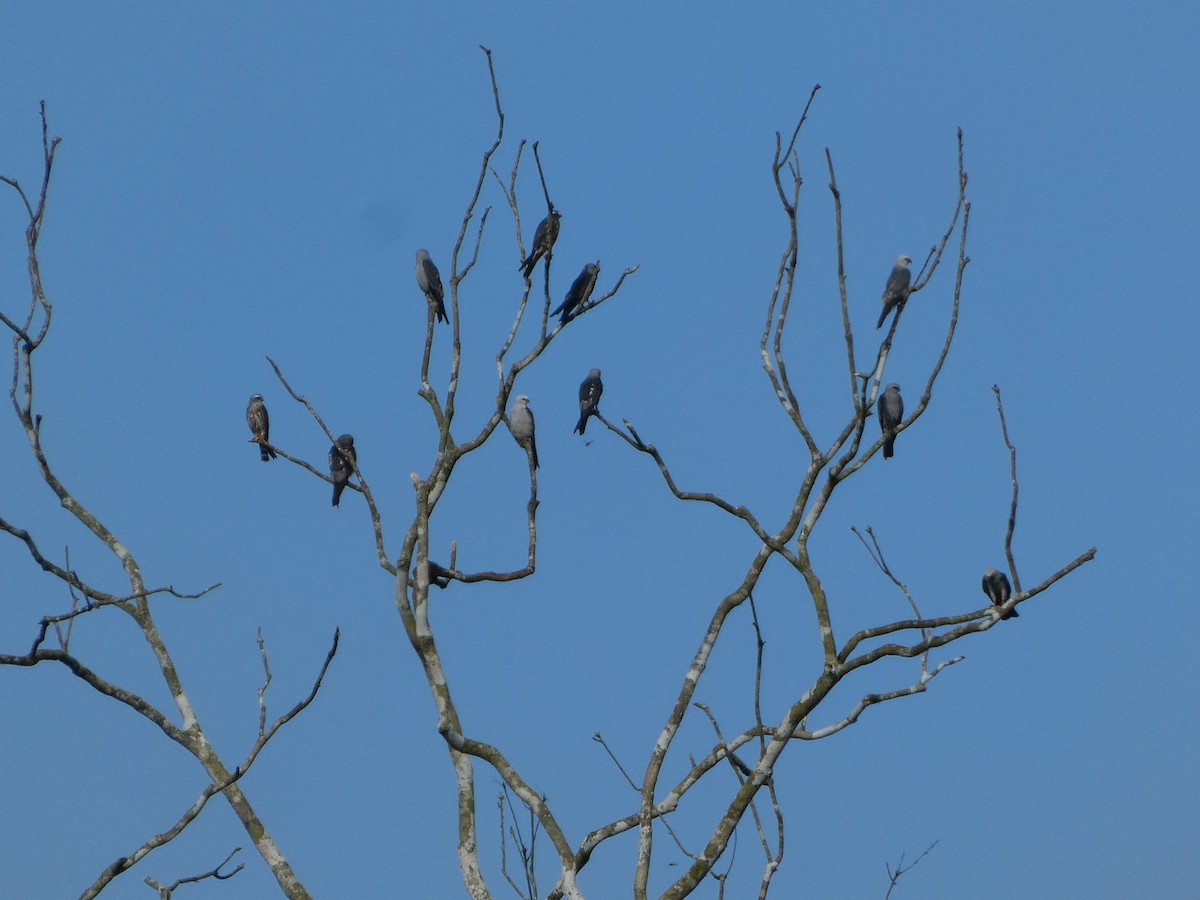 Mississippi Kite - ML623752337