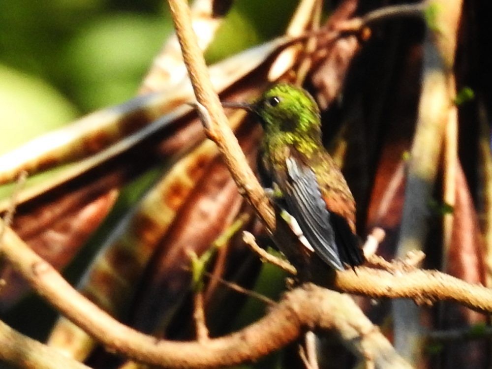 Copper-rumped Hummingbird - ML623752341