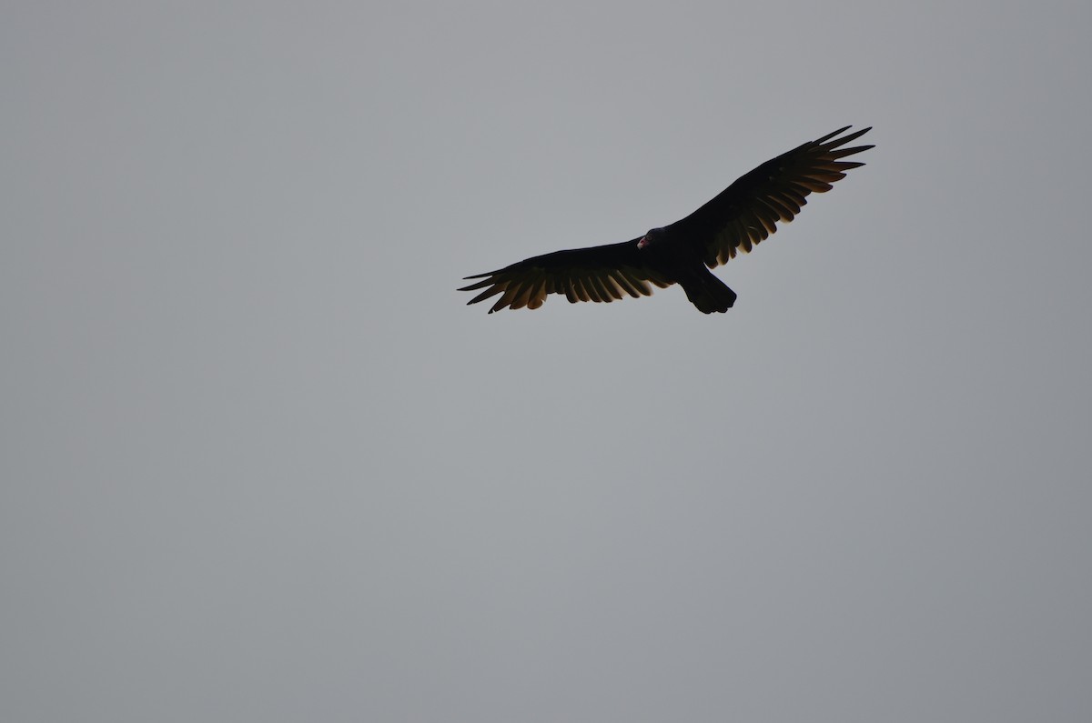 Turkey Vulture - ML623752343