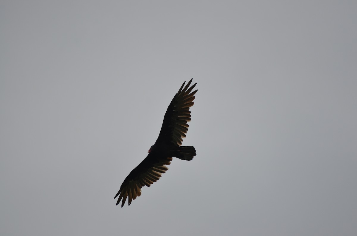 Turkey Vulture - ML623752351