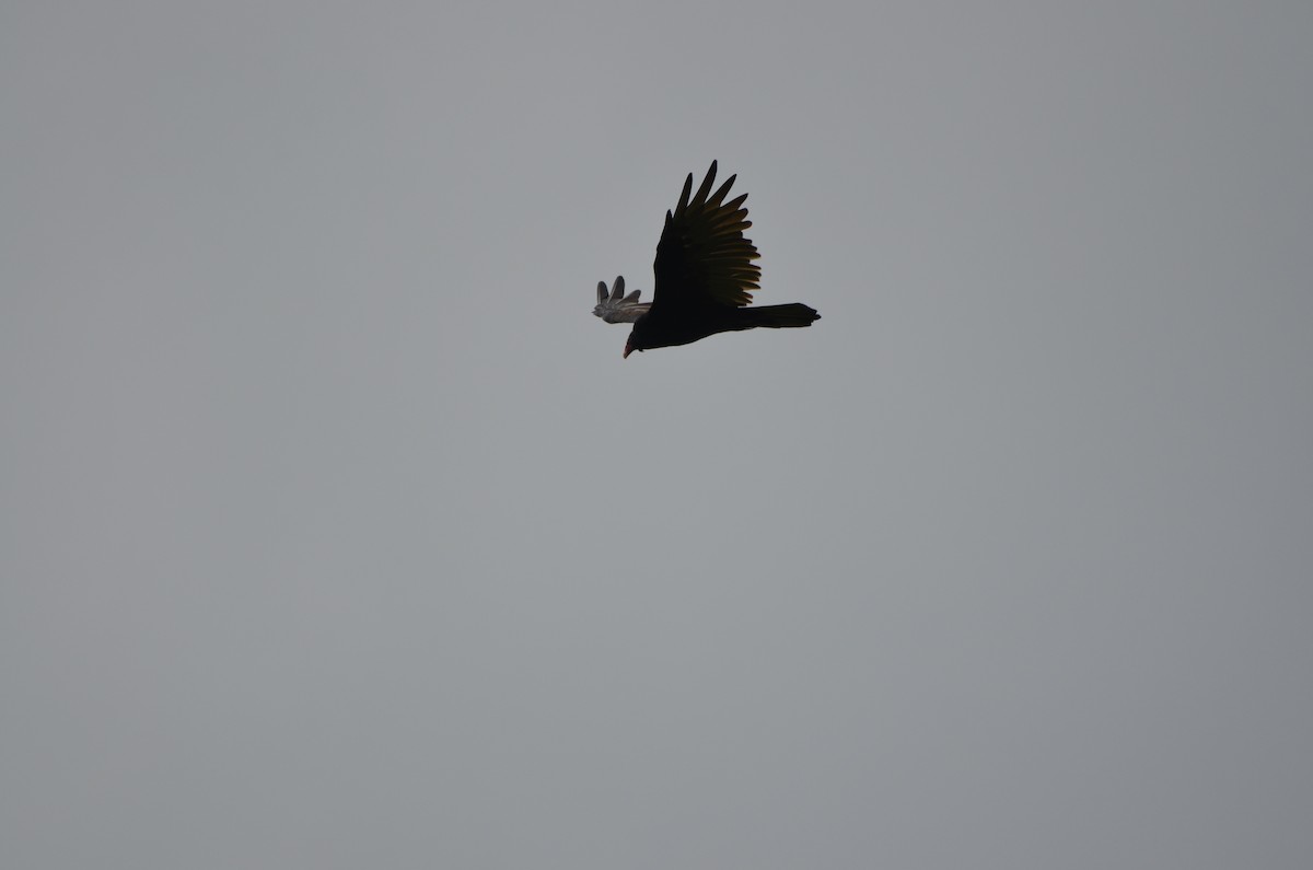 Turkey Vulture - ML623752352