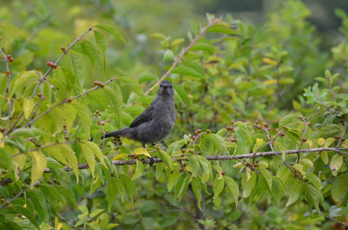 Gray Catbird - ML623752364