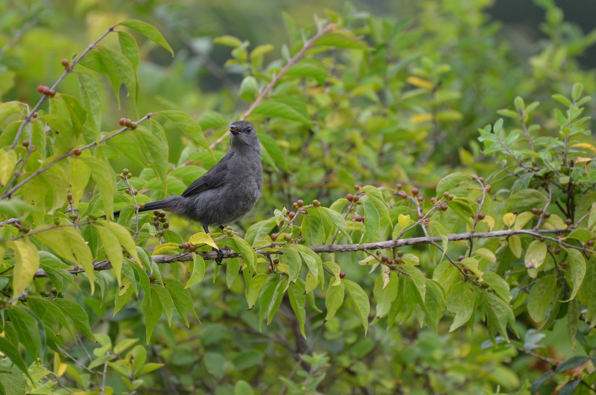 Gray Catbird - ML623752365