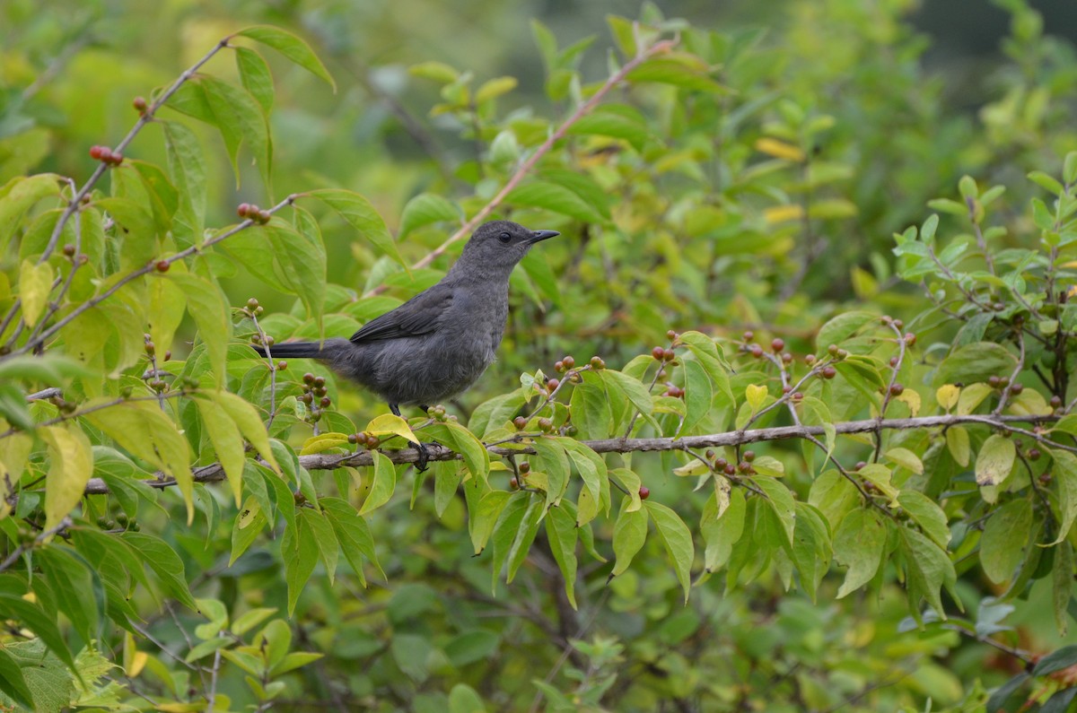 Gray Catbird - ML623752366