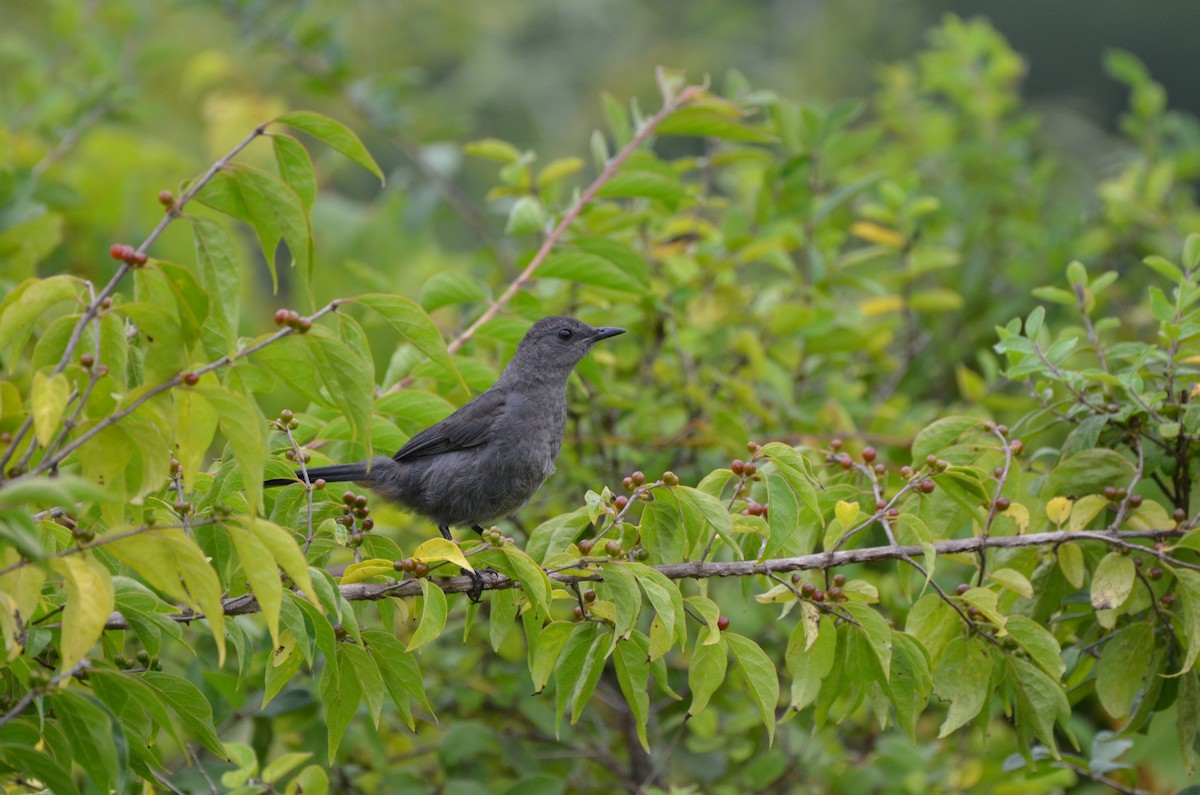 Pájaro Gato Gris - ML623752367