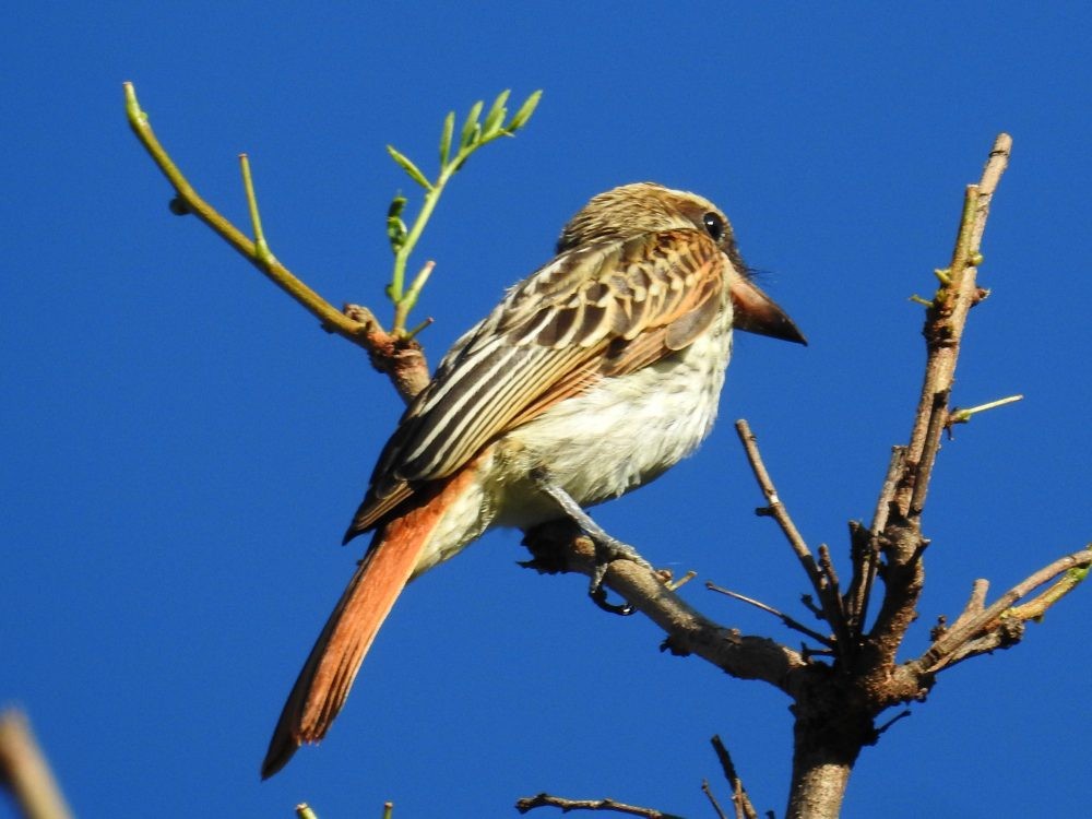 Streaked Flycatcher - Fernando Nunes