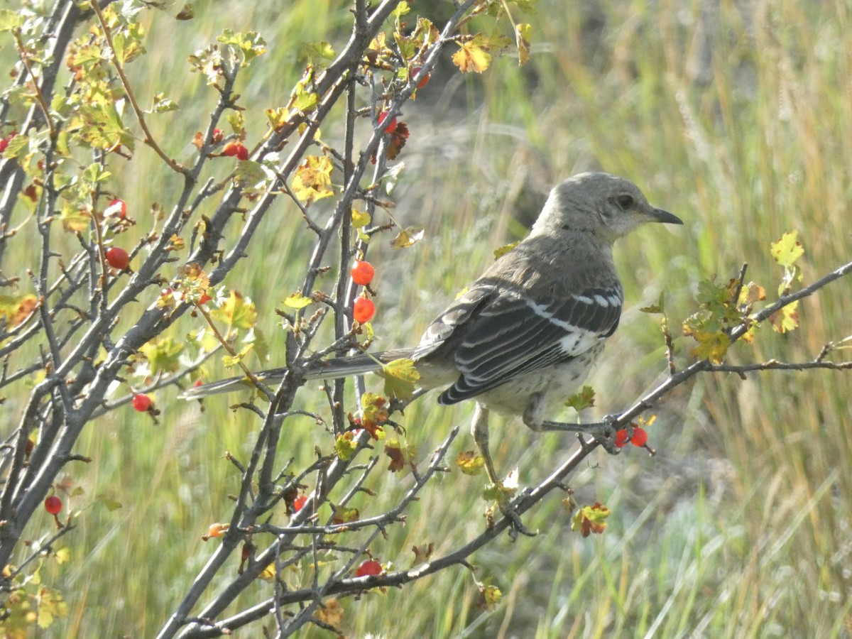 Northern Mockingbird - ML623752375