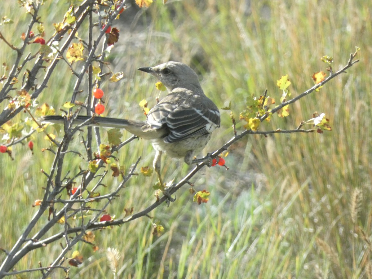 Northern Mockingbird - ML623752376