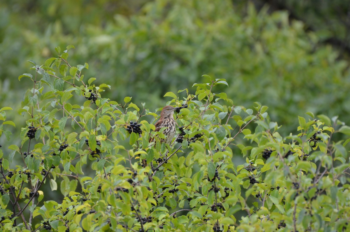 Brown Thrasher - ML623752385