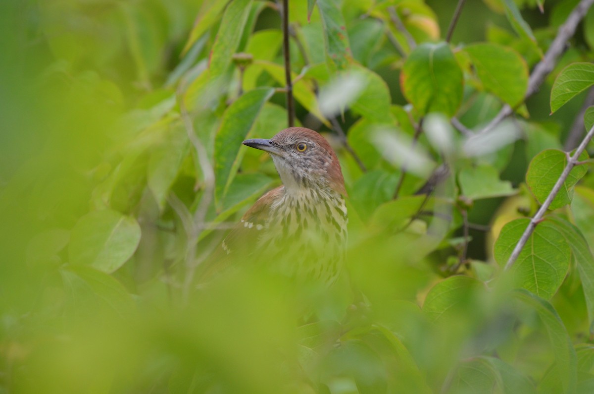 Brown Thrasher - ML623752386