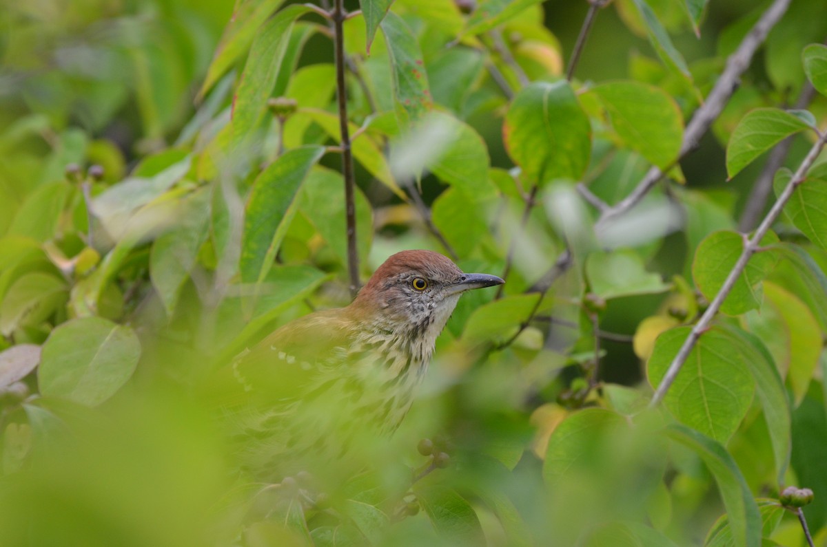 Brown Thrasher - ML623752388