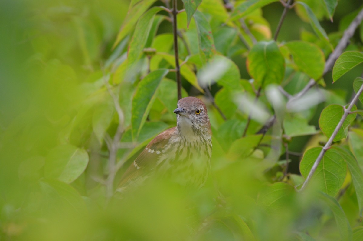 Brown Thrasher - ML623752389