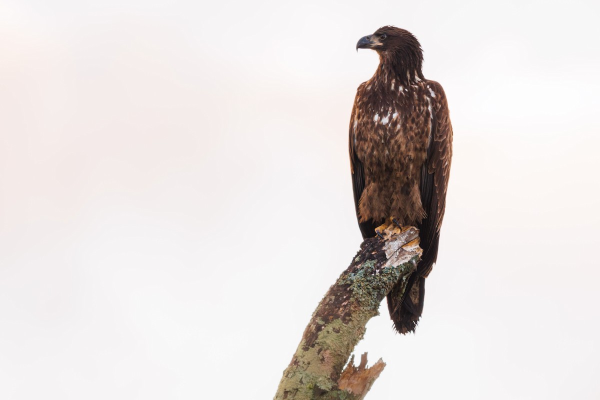 Bald Eagle - ML623752394