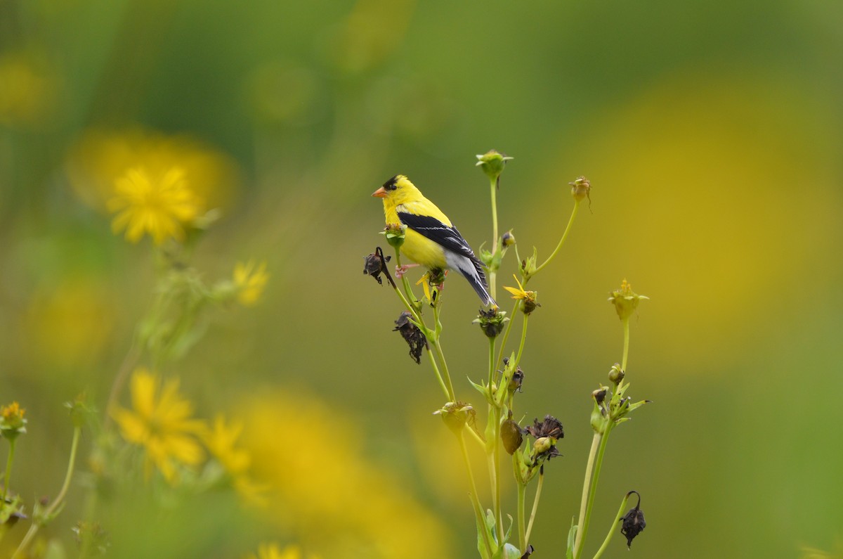 American Goldfinch - ML623752405