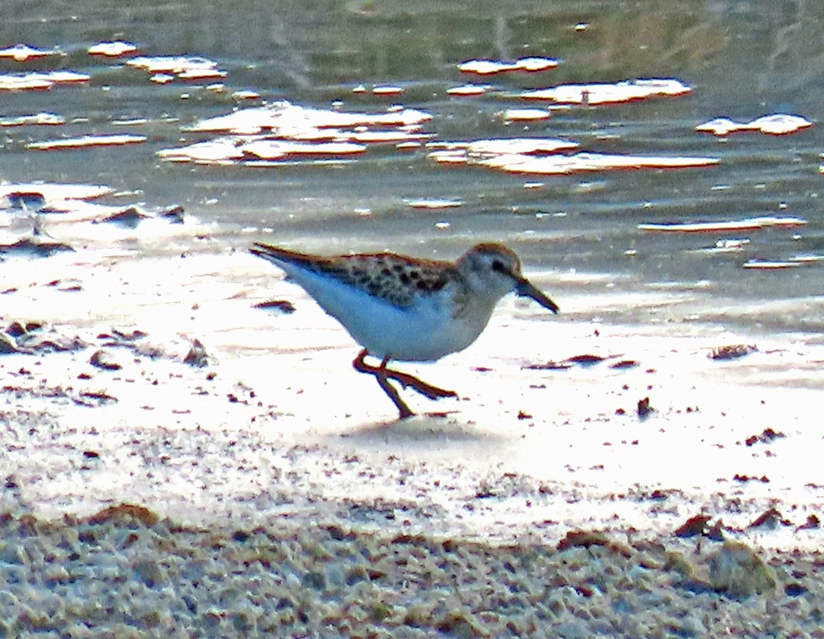 Least Sandpiper - ML623752440