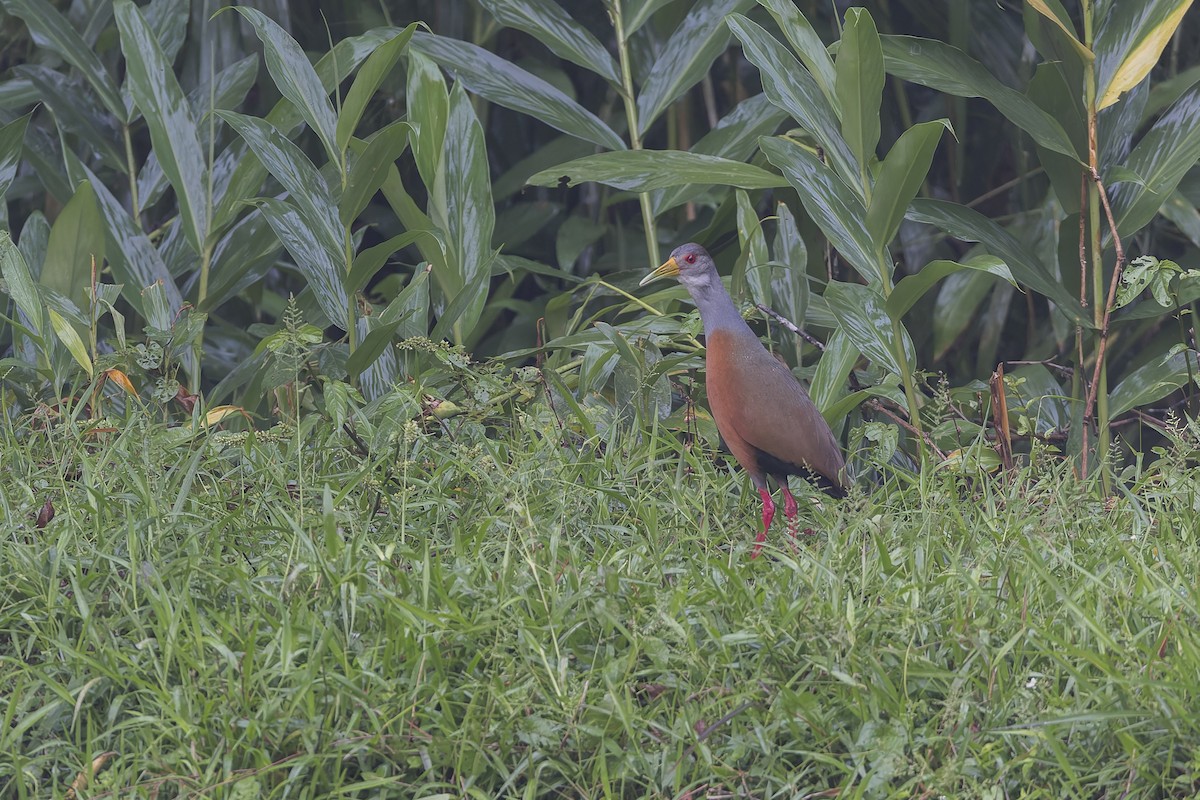 Gray-cowled Wood-Rail - ML623752466