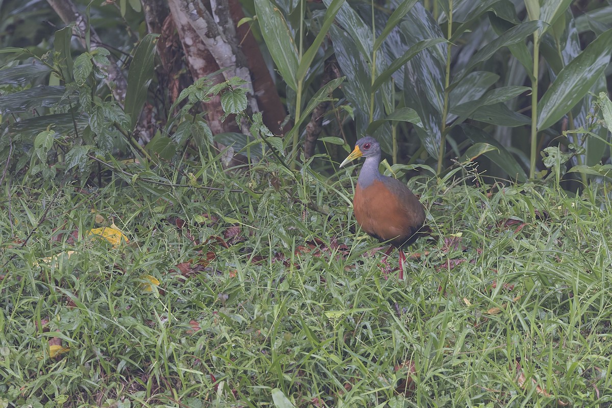 Gray-cowled Wood-Rail - ML623752468