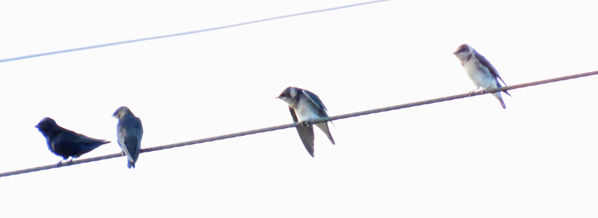 Purple Martin - ML623752471