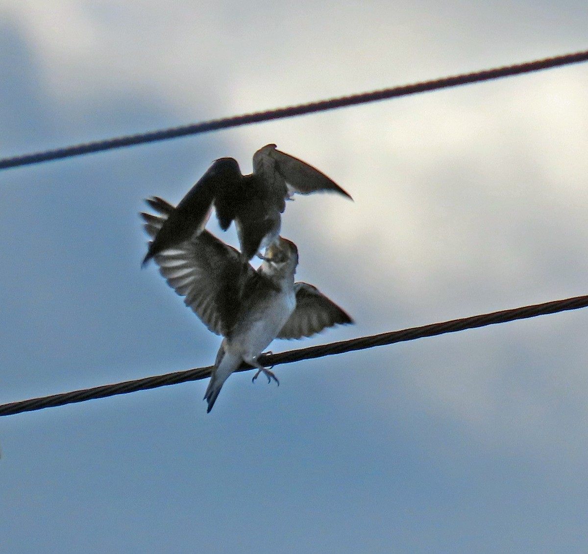 Purple Martin - ML623752472